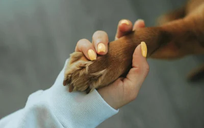 Prepping Paws: 10 Purrfect Ways to Prepare Your Pets for Professional Pet Care!