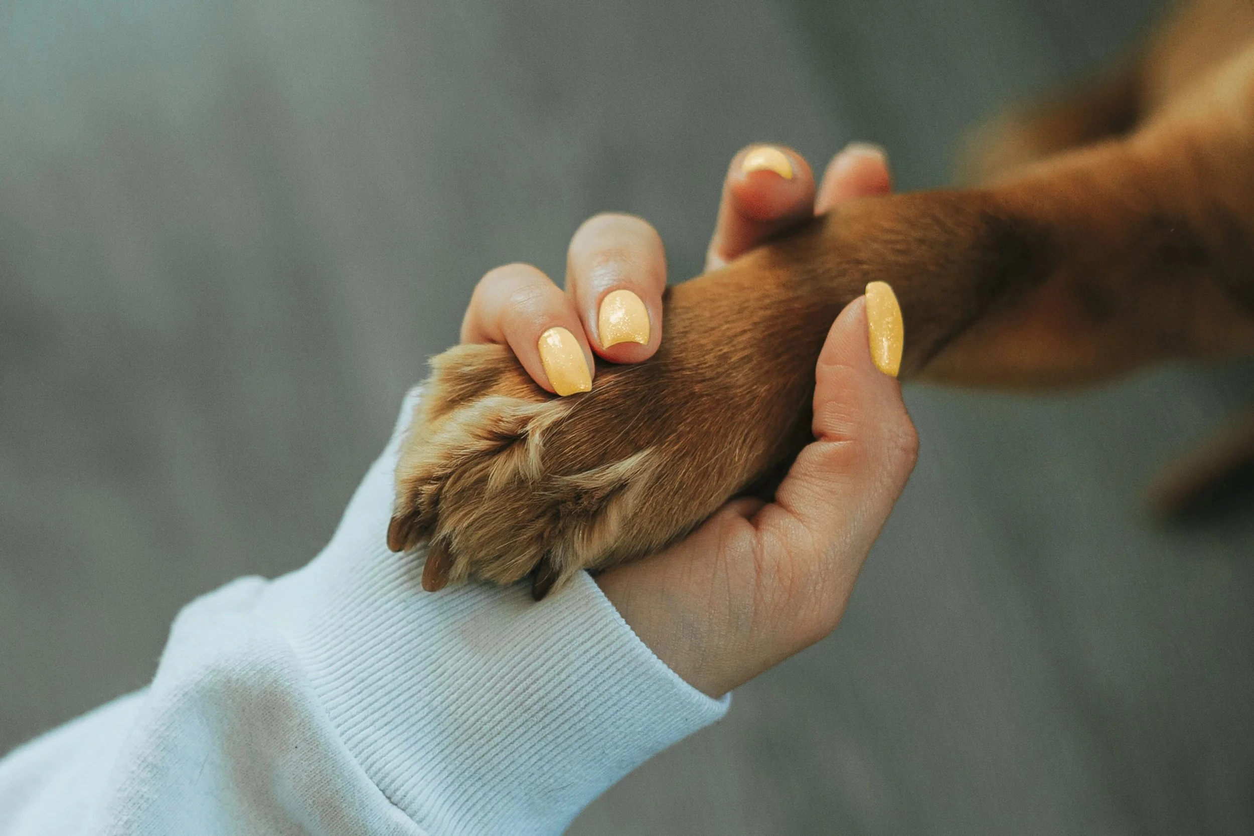 Dog paw being held