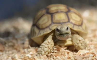 Do Sulcata Tortoises Hibernate?