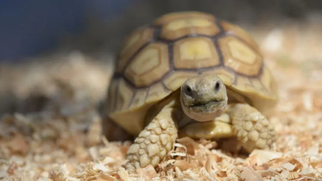 Tortoise close up Tortoise close up