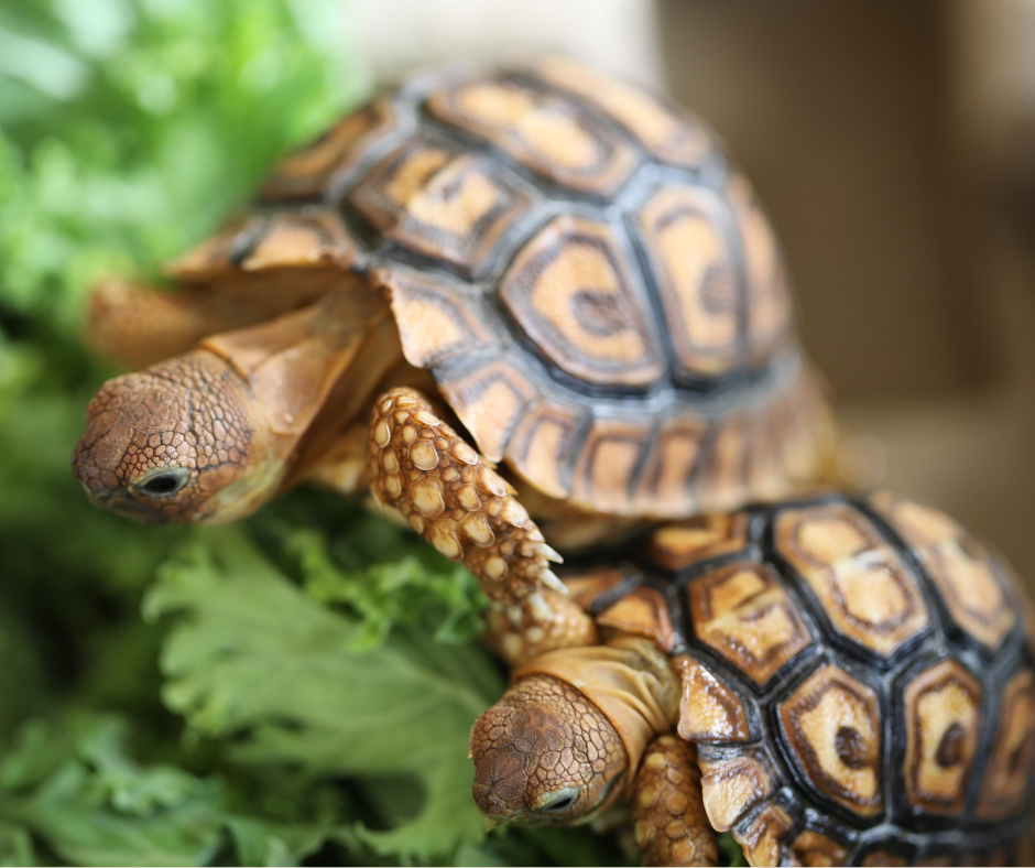 Two tortoises
