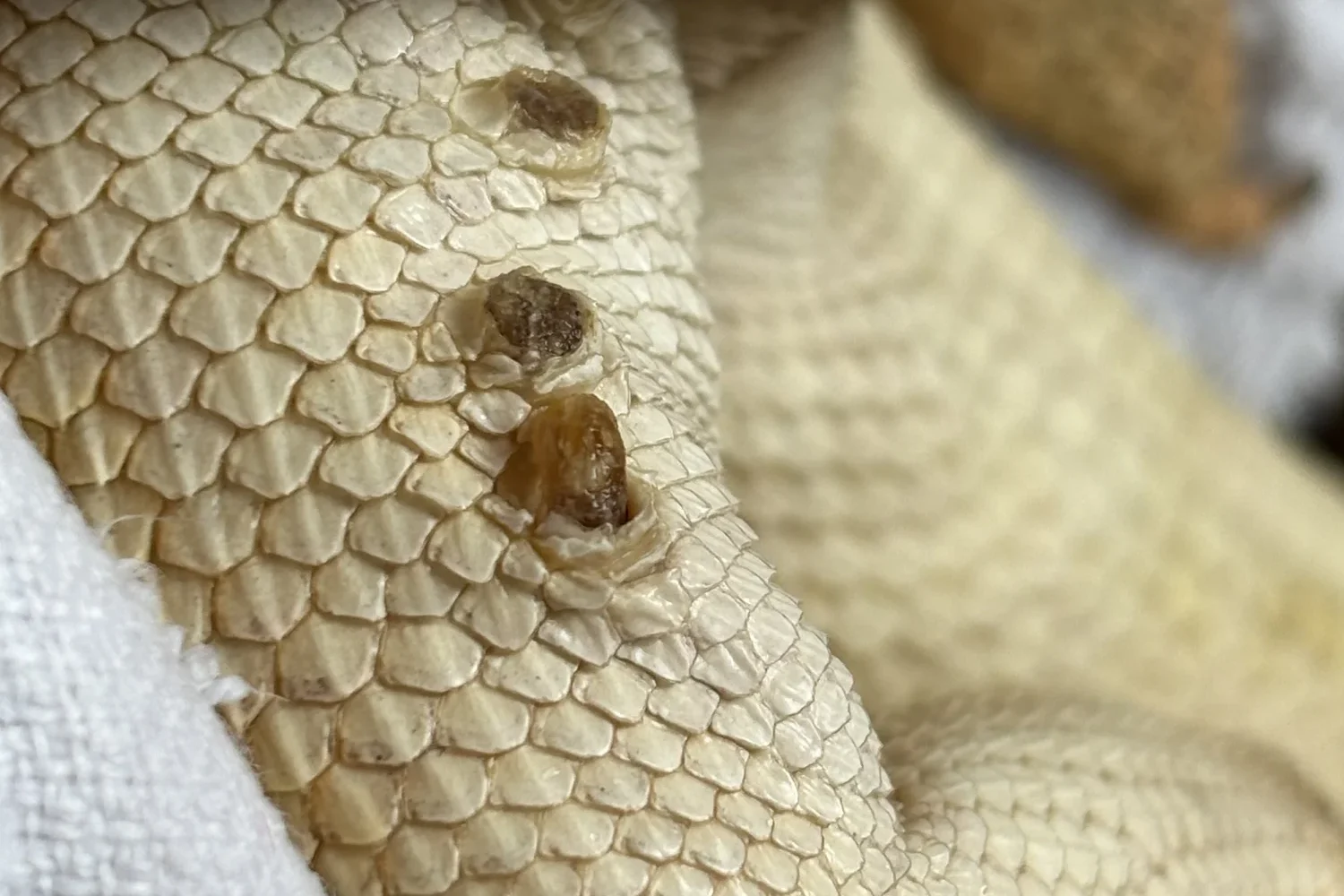 Femoral pores of a bearded dragon