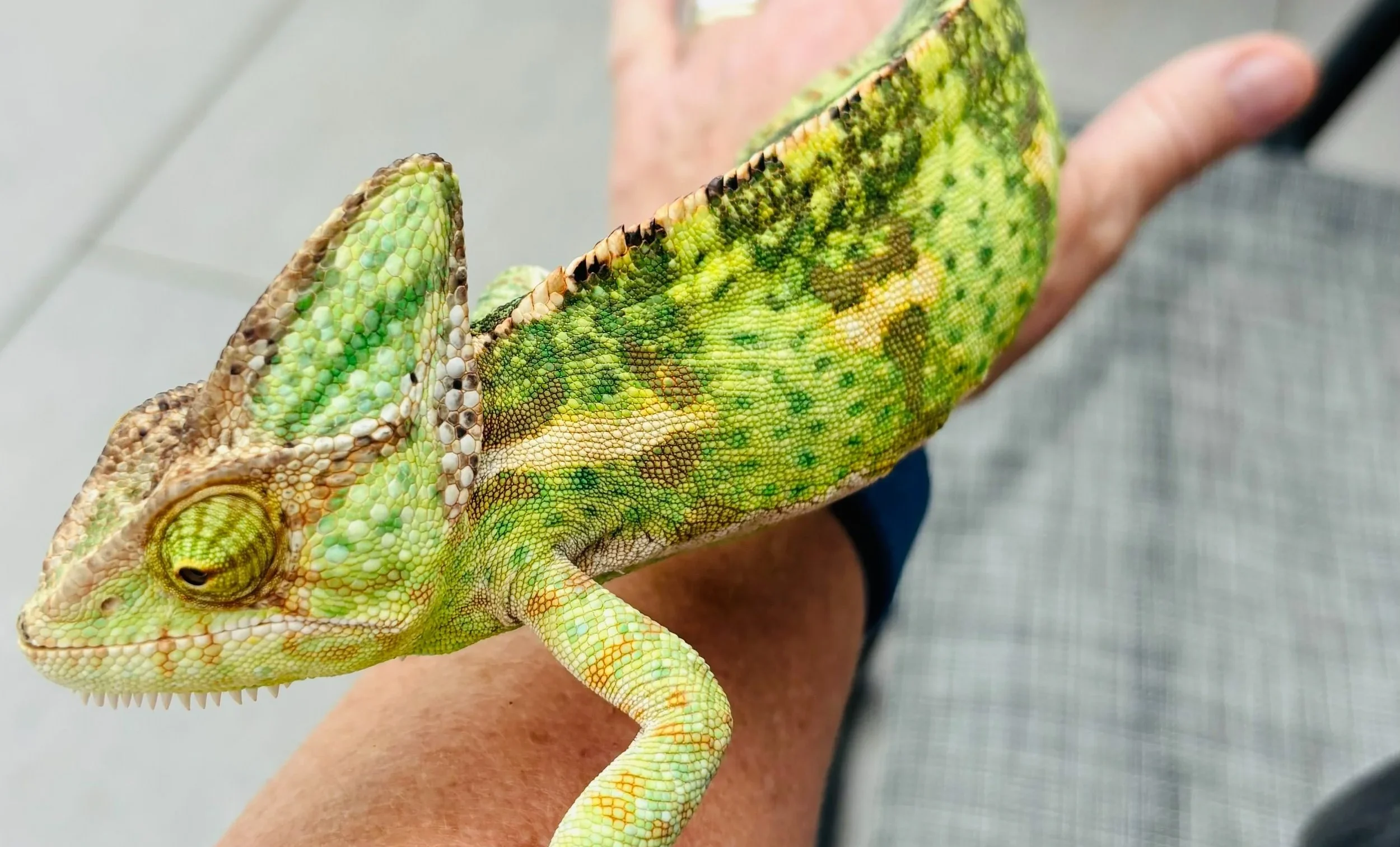 Green reptile on arm