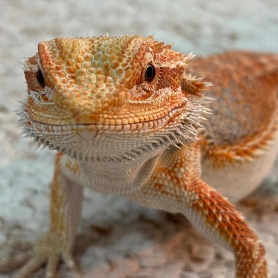 Orange reptile