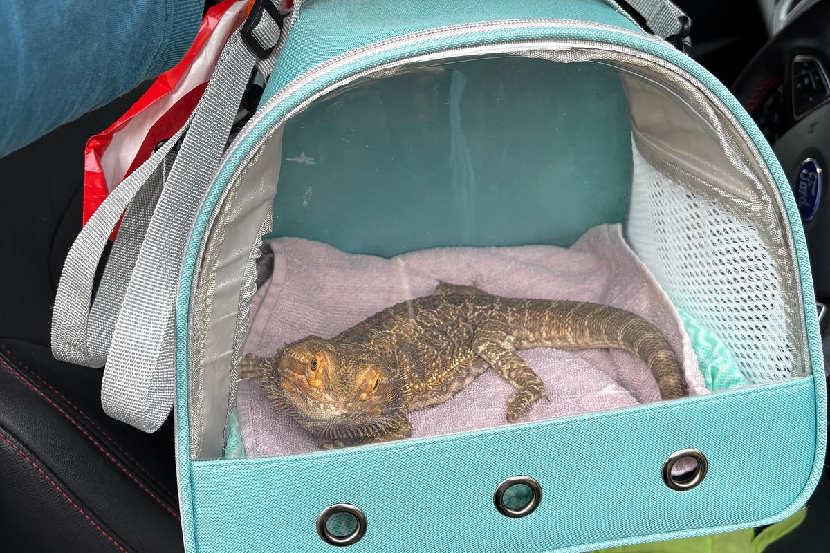 Reptile being picked up for boarding