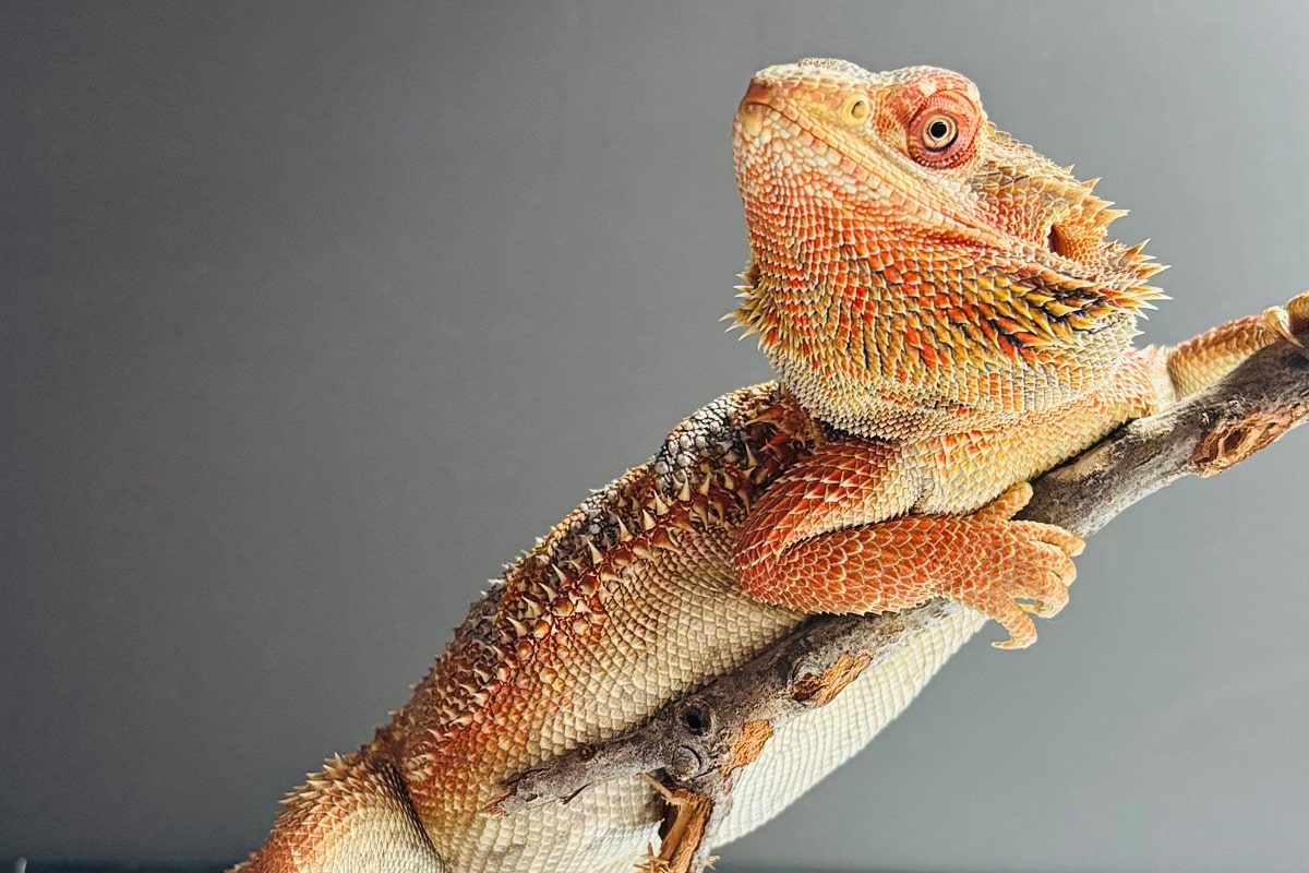 Orange reptile