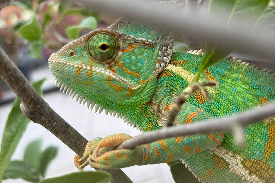 Close up of reptile