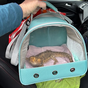 Reptile being picked up & dropped off