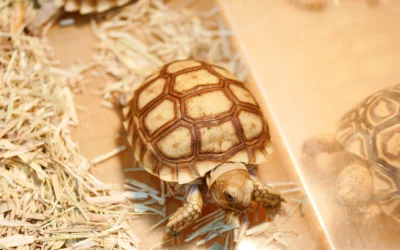Do all tortoises need a dry environment?