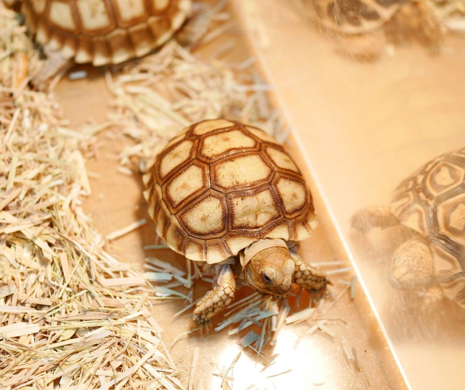 Tortoise moving across a room