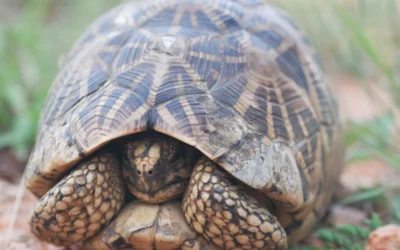 Can tortoises retract their heads completely into their shell for protection?
