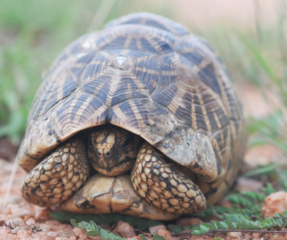 Tortoise with head in the shell
