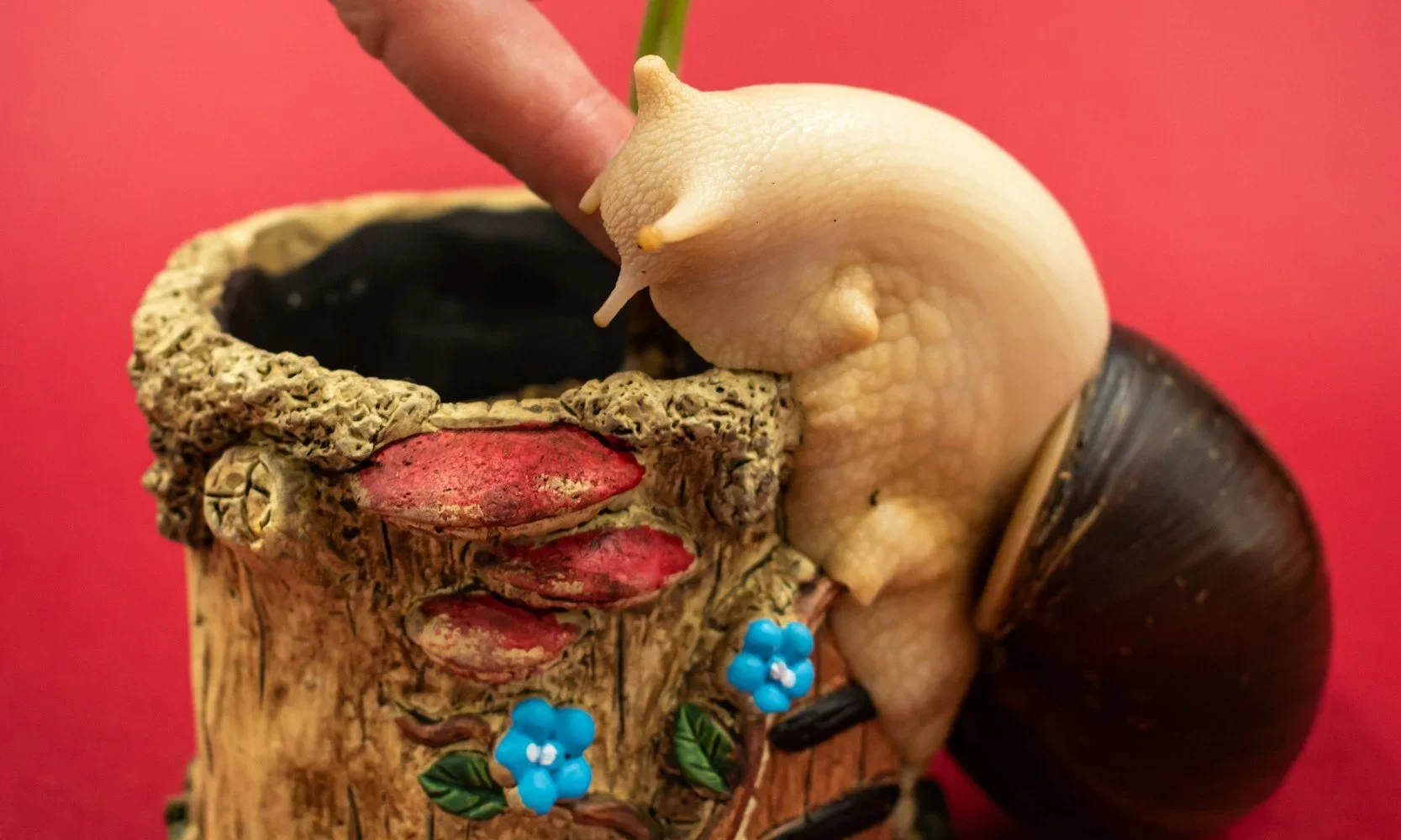 Giant African Land Snail