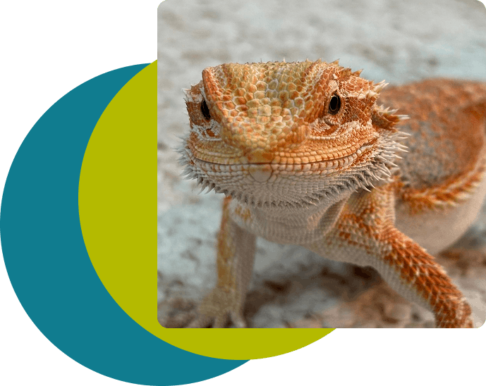 Orange reptile