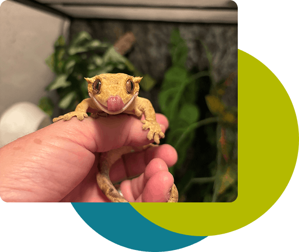 Small reptile on a hand